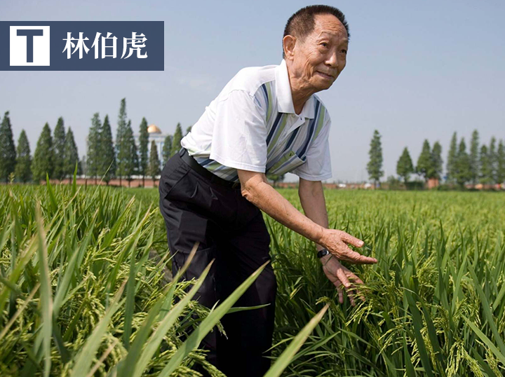 林伯虎   课程导读: 纽约时报给到袁隆平的评价有多高?